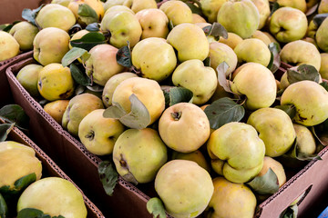 Fresh organic quince on the farmers market. Autumn harvest of apple quinces. Healthy vegan food.