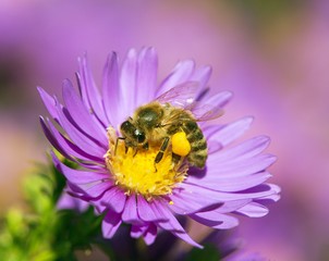 bee or honeybee sitting on flower, Apis Mellifera