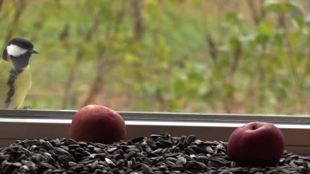 Big tit on the window, looking through the glass at the seeds and apples. 