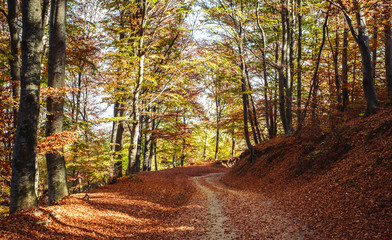 Obraz premium through the autumn beech forest