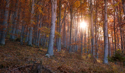 through the autumn beech forest