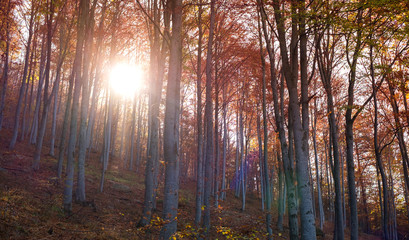 through the autumn beech forest