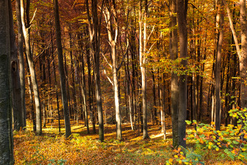 Fototapeta premium through the autumn beech forest