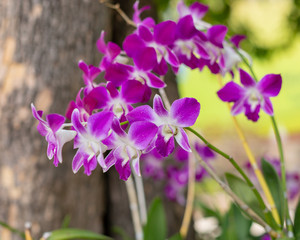 Orcid flower blooming in garden