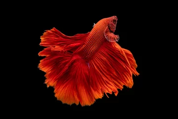 Foto op Plexiglas Het ontroerende moment mooi van rode siamese betta vis of fancy betta splendens vechten vis in thailand op zwarte achtergrond. Thailand noemde Pla-kad of halve maan bijtende vis. © Soonthorn