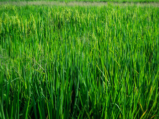 Obraz premium Green rice field in Bali