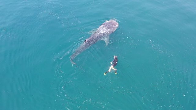 A whale shark, Rhincodon typus, slowly swims near the surface feeding on krill in Indonesia. This is the largest known extant fish species and can reach over 15 meters in length.