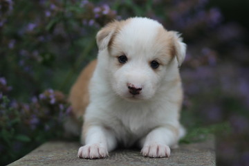Obraz premium little cute puppy on a background of flowers