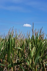 Corn and Blue Sky