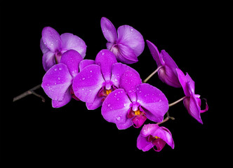 Purple orchids flowers