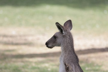 kangaroo in field