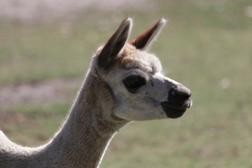 portrait of a lama