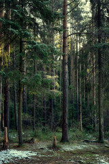 Landscape, rays of the sun in a dark magic pine forest after the first snow