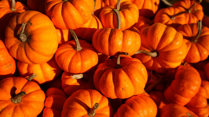 Calabazas mini desde arriba