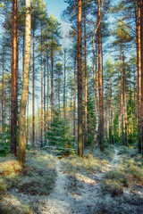 bright sunny day in a pine forest after the first snowfall. little christmas trees in snow and sunlight