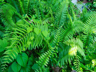 Fototapeta na wymiar Background from green leaves of fern in Bali