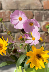 Bunch of Cosmos and Rudbeckia flowers in green plastic vase.