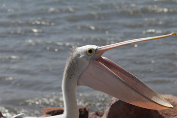 pelican on the beach