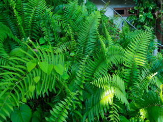 Background from green leaves of fern in Bali
