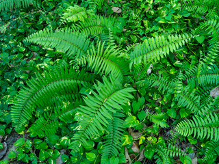 Background from green leaves of fern in Bali