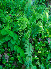 Background from green leaves of fern in Bali