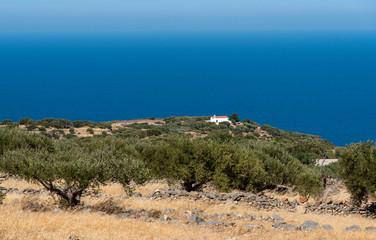 Kato Seles, northern Crete, Greece. October 2019.  Olive trees on a grove facing the Sea of Create at Seles, northern Crete. A small church on the clifftop
