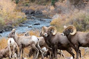 Bighorn Sheep In Waterton Canyon