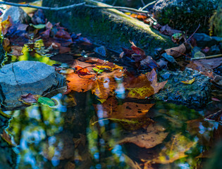 Fototapeta na wymiar puddle and leaves
