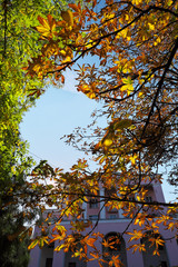 Autumn trees in sunny weather.