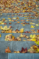 Fototapeta premium Maple leafs on a stair outside.