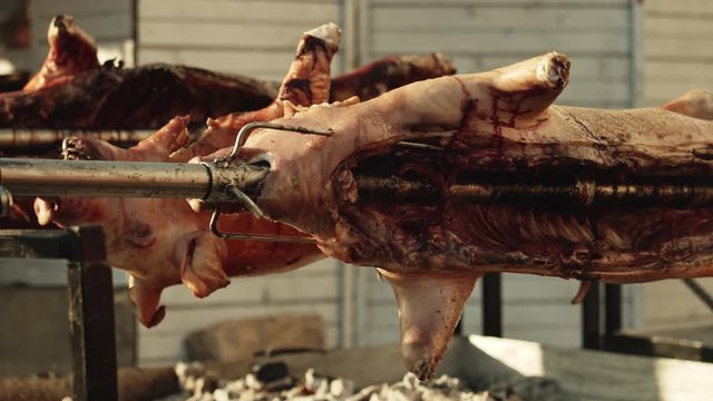 Crispy roasted pigs rotating on a spit at romanian food festival