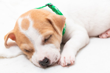 Cute puppy sleeping with his paws up on a knitted sweater. Cozy winter at home. 