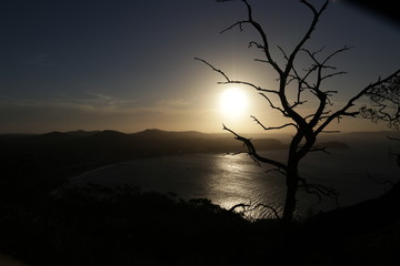 tree at sunset