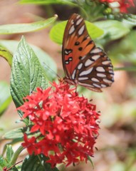 butterfly on flower