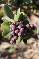 blue berries