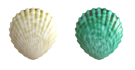 sea shell 
