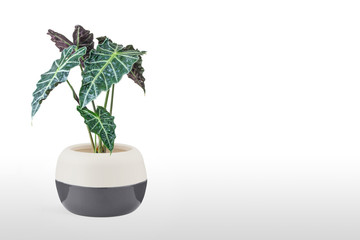 Alocasia plant in pot isolated on table