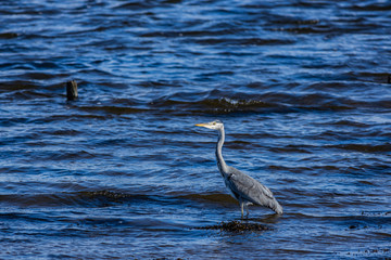 Grey Heron standing in a river with blue water 