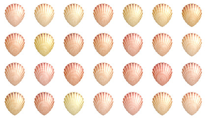 sea shell 