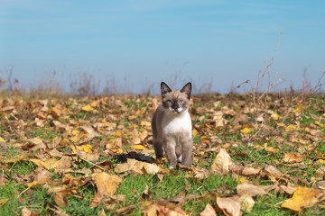 Kitten playing in the autumn forest.