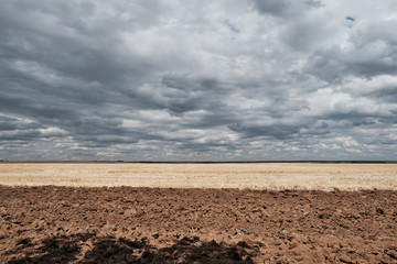 Fototapeta na wymiar wheat field and dramatic sky.