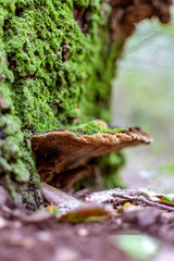 Hongos naturales de la reserva Italia