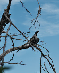 ravens on dried branches.
