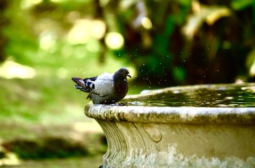 Drops of water splashing from water fountain as pigeon drinks