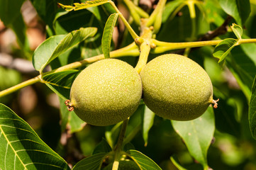 clusters of immature nuts Juglans regia