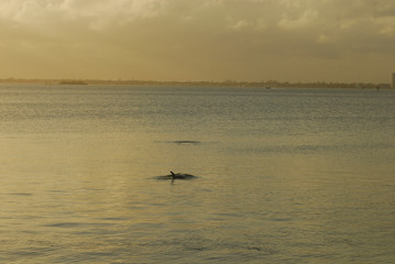 dolphin swimming in the sea