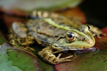 grenouille