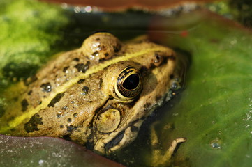 grenouille