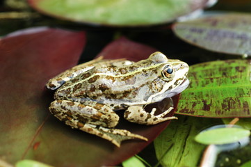 grenouille