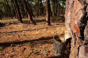 Harnessing resin Corsican pine Pinus pinaster, Pinewoods, Spain